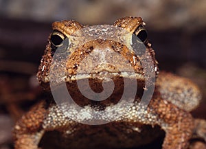 American Toad looking into lens