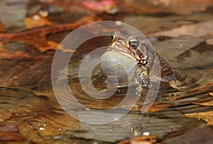 American toad photo