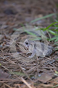 American Toad on Pinestraw