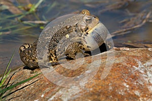American Toad - Anaxyrus americanus