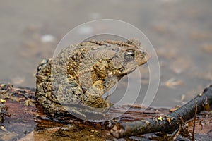 American Toad Sits on Log in Pond