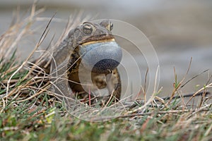 American Toad Sits on Side of Pond