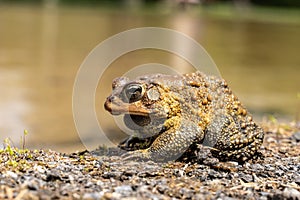 American Toad Sitting on the Side of a Pond