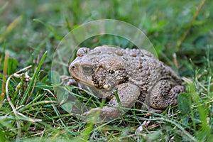 American Toad