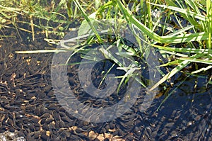 American Toad Tadpoles