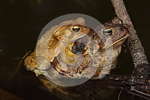 American Toads (Bufo americanus) Mating