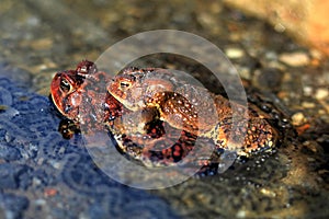 American Toads In Love