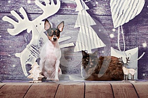 American Toy Fox Terrier and maine coon cat sit on a Christmas background