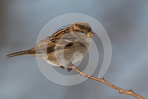 American tree sparrow