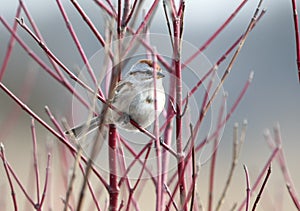 American Tree Sparrow bird at Three Oaks Recreation Area