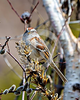 American Tree Sparrow. Close-up front view perched on a dried mullein stalks plant with forest ackground in its environment