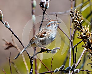American Tree Sparrow. Close-up side view perched on a bud tree leaf with a blur background in its environment