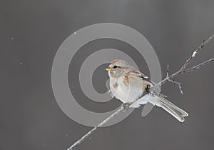 American tree Sparrow perched on a branch in winter in Canada