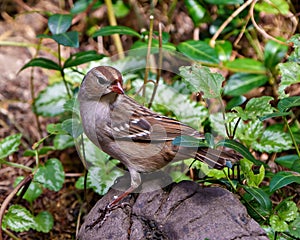 American Tree Sparrow Photo and Image. Close-up side view standing on a rock with leaves background in its environment