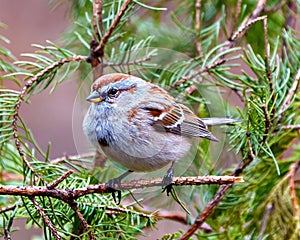 American Tree Sparrow Photo and Image. Sparrow close-up front view perched on a branch with a blur coniferous tree background in