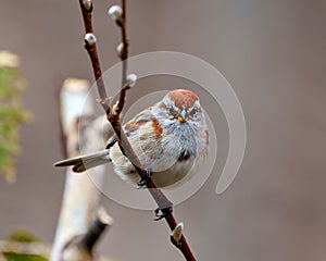 American Tree Sparrow Photo and Image. Sparrow close-up front view perched on a tree buds branch in its environment and habitat