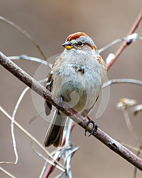 American Tree Sparrow Photo and Image. Sparrow close-up front view in the springtime perched on a tree branch with a brown