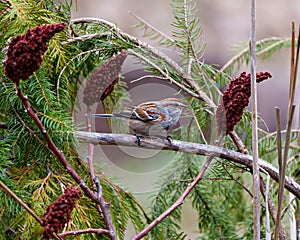 American Tree Sparrow Photo and Image. Sparrow close-up side view perched on a tree branch in its environment and habitat