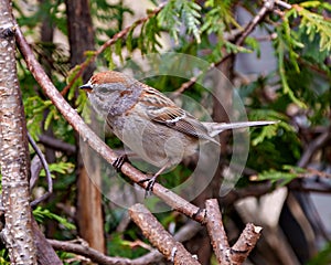 American Tree Sparrow Photo and Image. Sparrow close-up view perched on a cedar tree branch in its environment and habitat