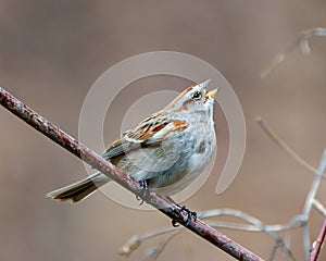 American Tree Sparrow Photo and Image. Sparrow close-up view perched on a tree branch and singing and enjoying its environment and