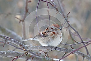 American tree sparrow Spizelloides arborea in winter