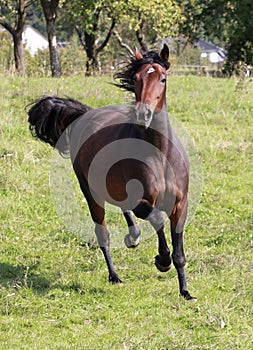 American Trotter photo