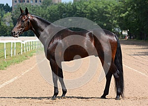 American trotter breed stallion