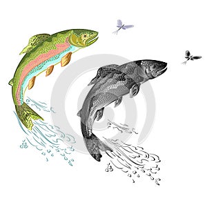 American trout (Oncorhynchus mykiss) jumps salmon-predatory fish natural and as wrought metal and mayfly vector