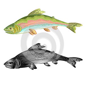 American trout (Oncorhynchus mykiss) salmon-predatory fish natural and as wrought metal vintage vector illustration