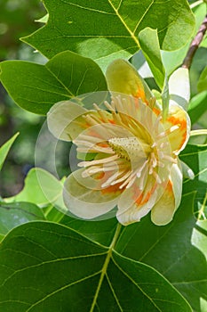 American tulip tree flower, Liriodendron tulipifera orange-yellow flower