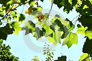 American tulip tree ( Liriodendron tulipifera ).