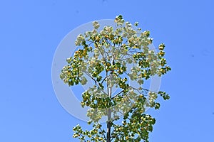 American tulip tree ( Liriodendron tulipifera ).