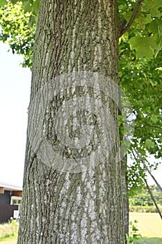 American tulip tree ( Liriodendron tulipifera ).