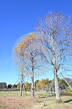 American tulip tree ( Liriodendron tulipifera ).