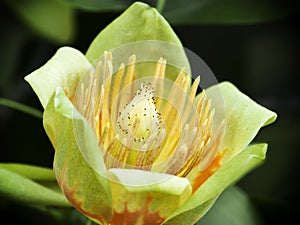 American tulip tree (Liriodendron tulipifera)