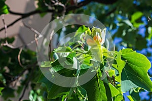 American tulip tree - Liriodendron tulipifera