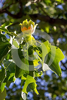 American tulip tree - Liriodendron tulipifera