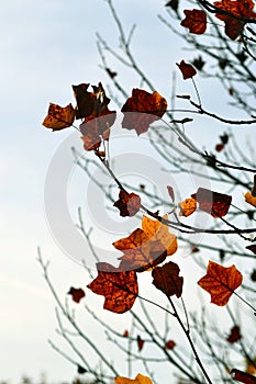 American tulip tree ( Liriodendron tulipifera )Autumn yellow leaf closeup