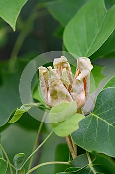 American tulip tree Liriodendron tulipifera budding flower