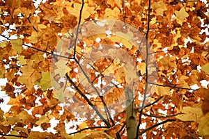 American tulip tree, Liriodendron tulipifera, fall foliage