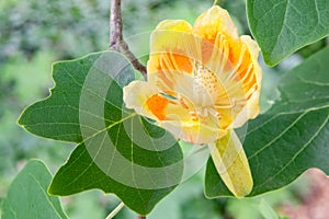 American tulip tree Liriodendron tulipifera, flower in close-up