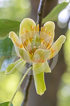 American tulip tree Liriodendron tulipifera, open flower in close-up