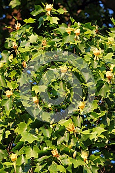 American tulip tree, or Liriodendron tulipifera, planted in 1810 in Greiz, Germany