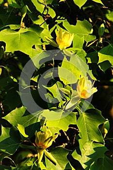 American tulip tree, or Liriodendron tulipifera, planted in 1810 in Greiz, Germany