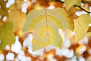 American tulip tree, Liriodendron tulipifera, translucent leaf in fall