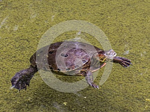 American Turtle Swimming