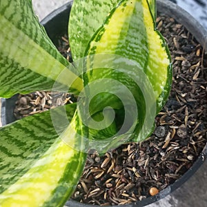 American varigata sansevieria trifas futura garden plant photo