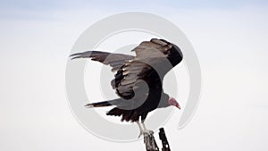 American vulture known as `Jote` in Argentina and Chile.