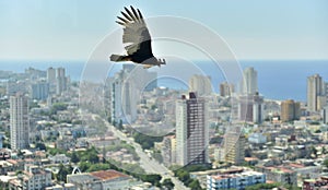 The American vultures (Cathartidae Lafresnaye) soars over Havana Cuba.