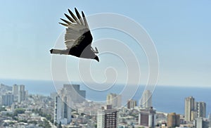 The American vultures (Cathartidae Lafresnaye) soars over Havana Cuba.